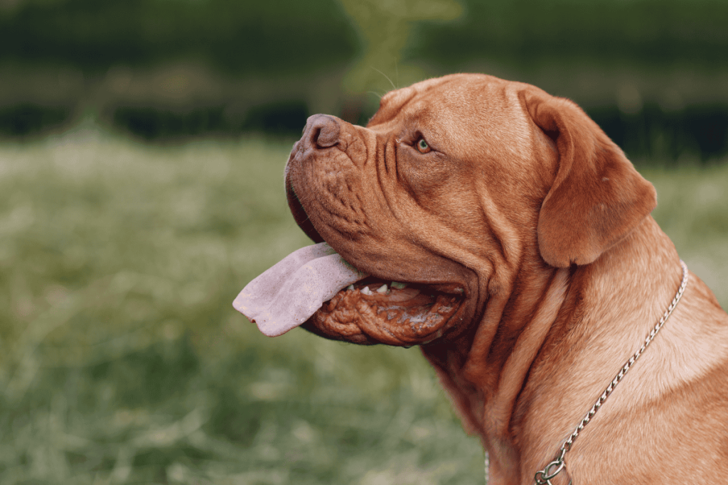 Dogue de Bordeaux