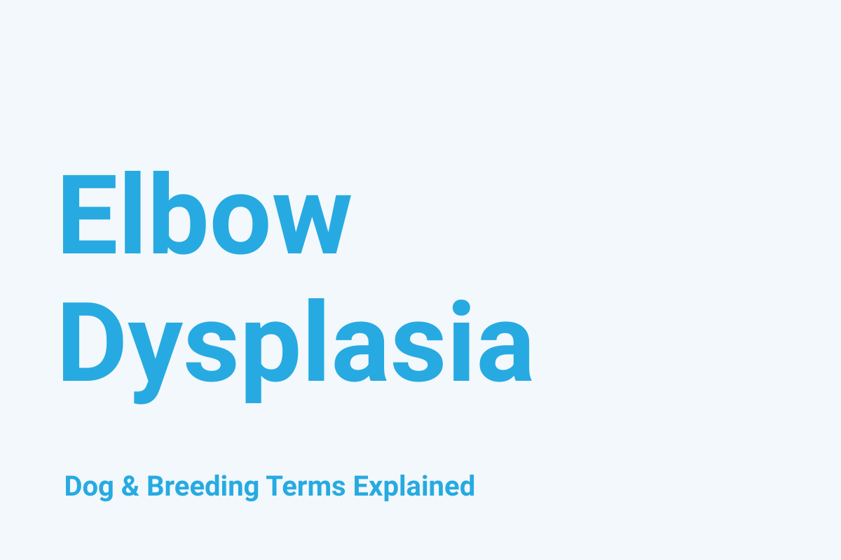 Elbow Dysplasia: Dog & Breeding Term Explained