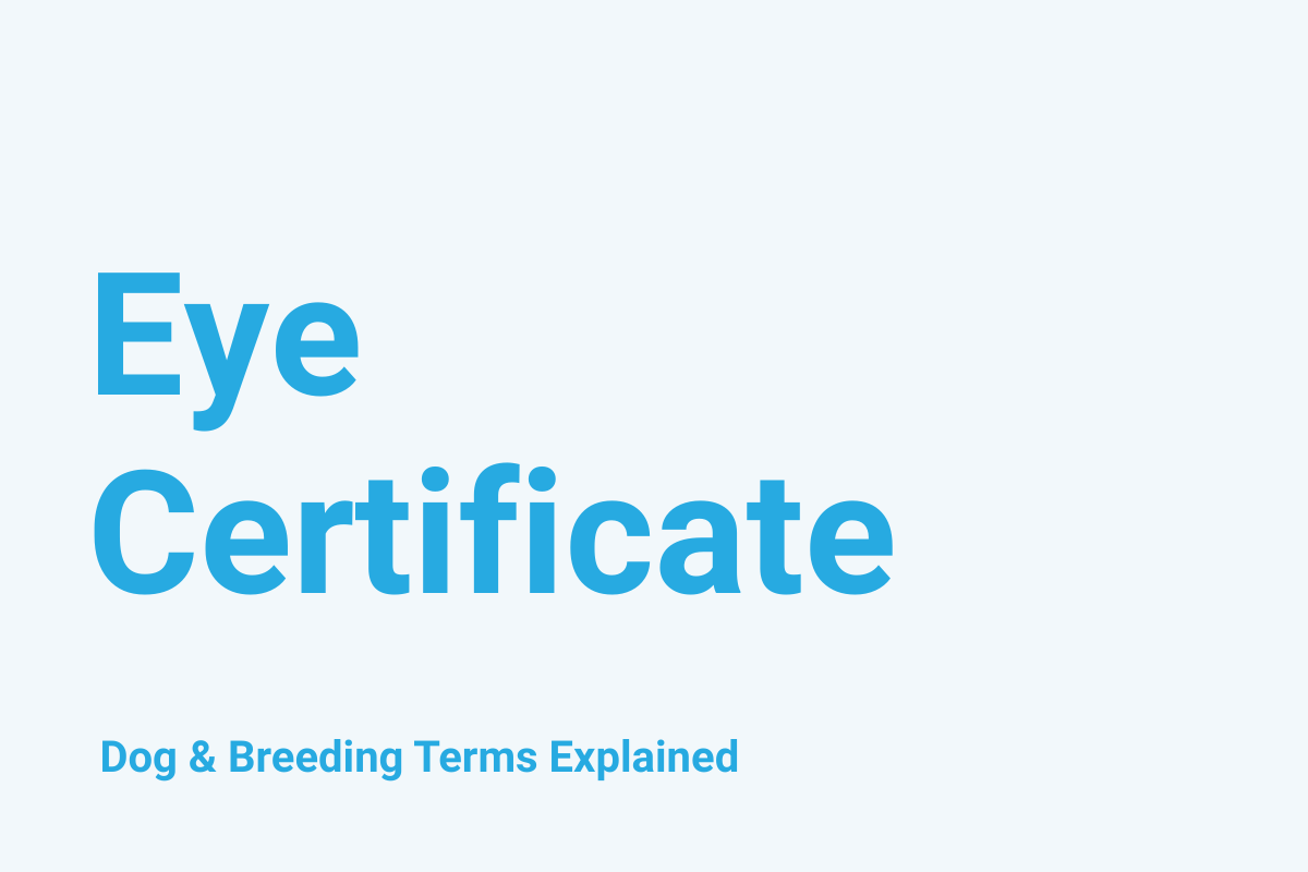 Eye Certificate: Dog & Breeding Term Explained