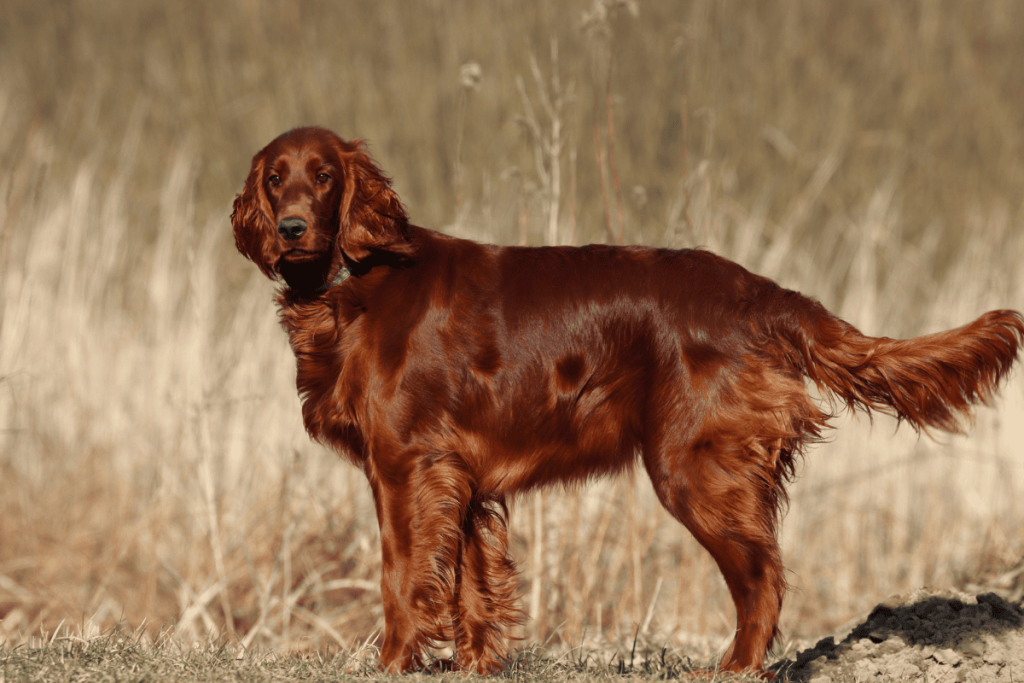 Irish Setter