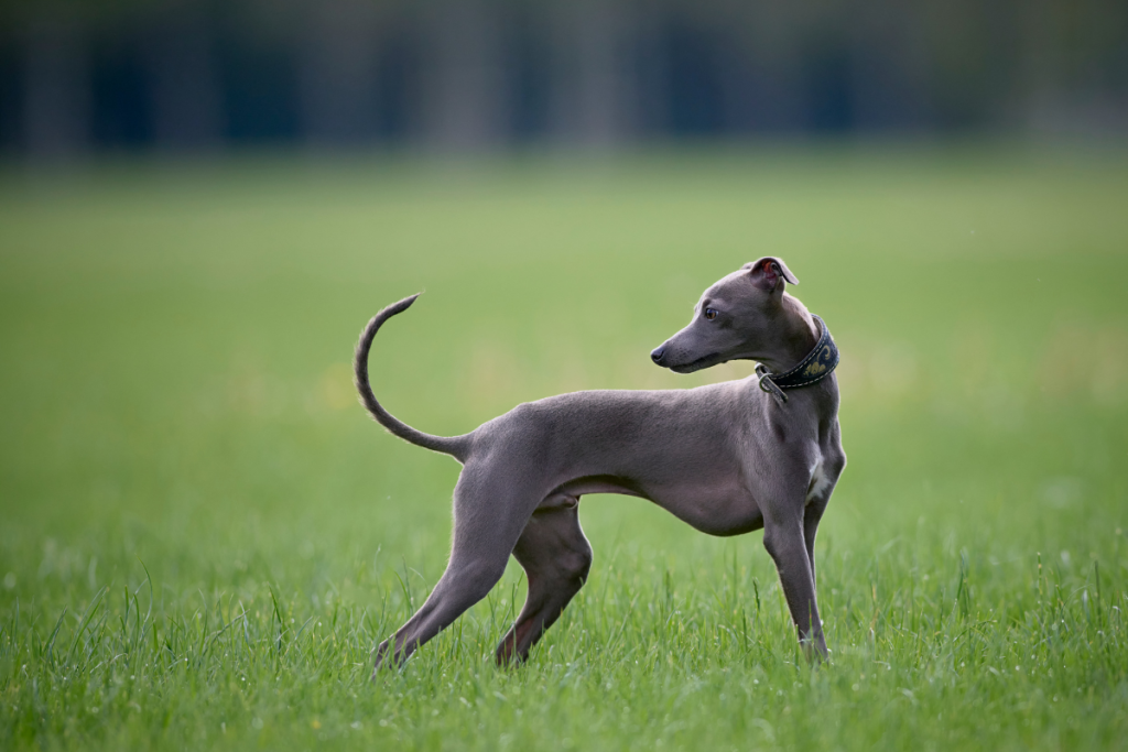 Italian Greyhound