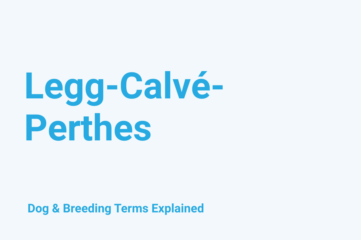 Legg-Calvé-Perthes: Dog & Breeding Term Explained