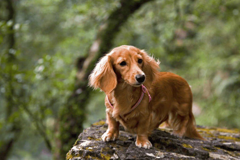 Mini Long Hair Dachshund
