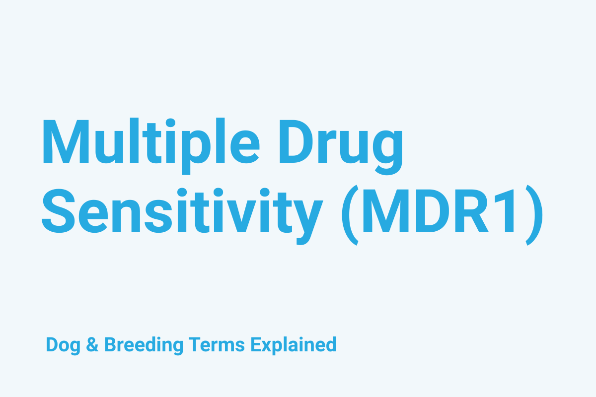 Multiple Drug Sensitivity (MDR1): Dog & Breeding Term Explained