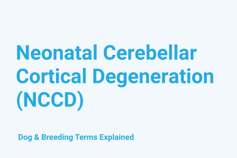 Neonatal Cerebellar Cortical Degeneration (NCCD): Dog & Breeding Term Explained