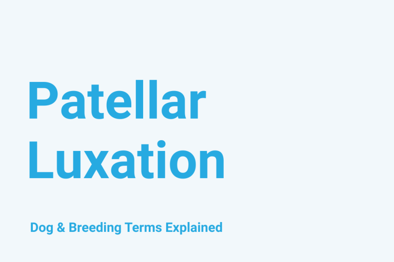 Patellar Luxation: Dog & Breeding Term Explained