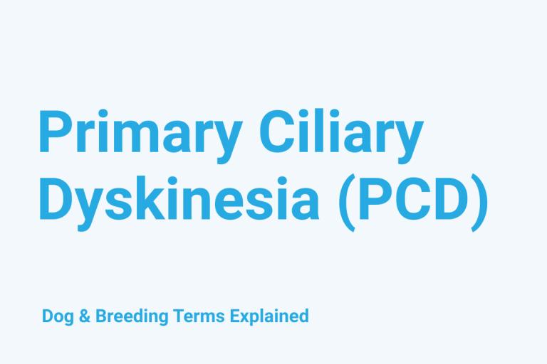 Primary Ciliary Dyskinesia (PCD): Dog & Breeding Term Explained