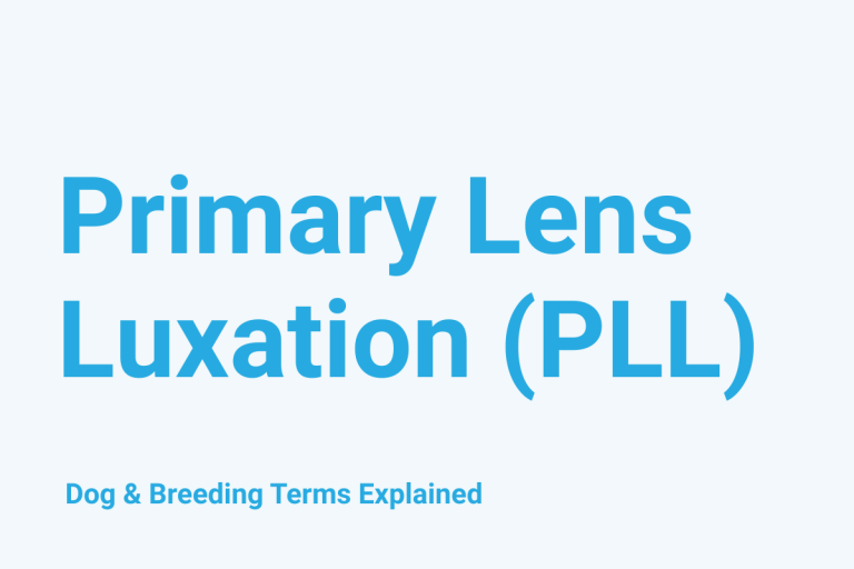 Primary Lens Luxation (PLL): Dog & Breeding Term Explained