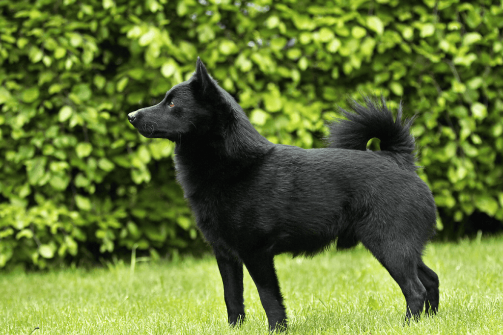 Schipperke