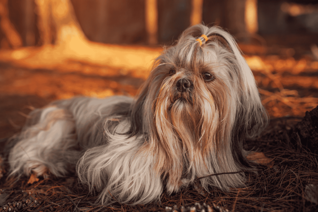 Shih Tzu
