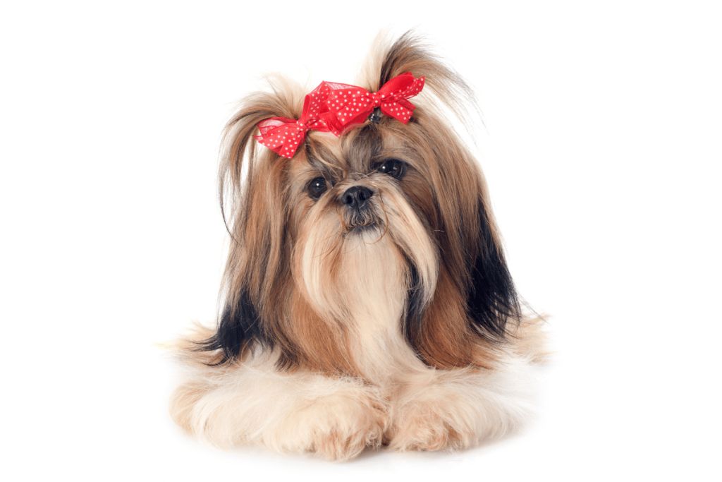 Shih Tzu