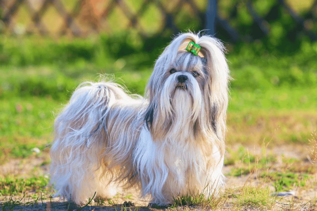 Shih Tzu