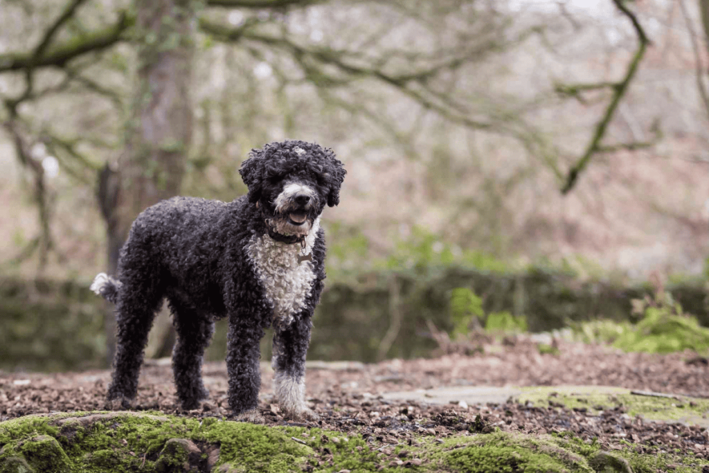 Spanish Water Dog
