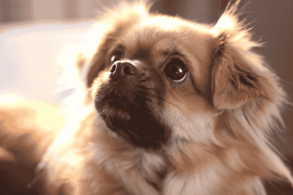 Tibetan Spaniel