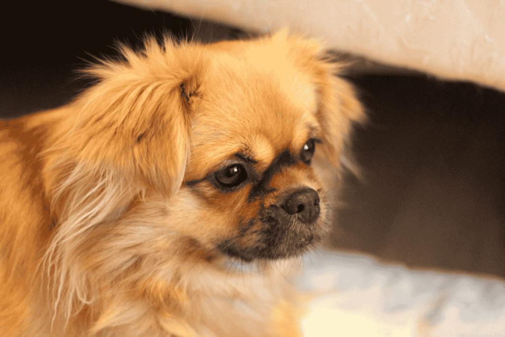 Tibetan Spaniel