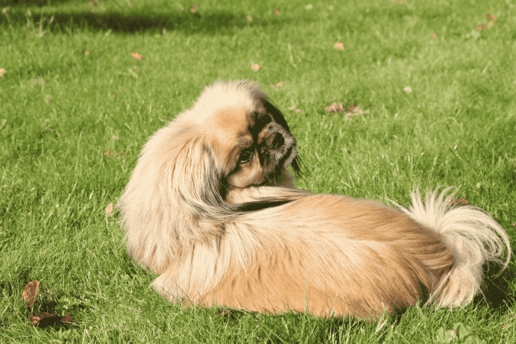 Tibetan Spaniel