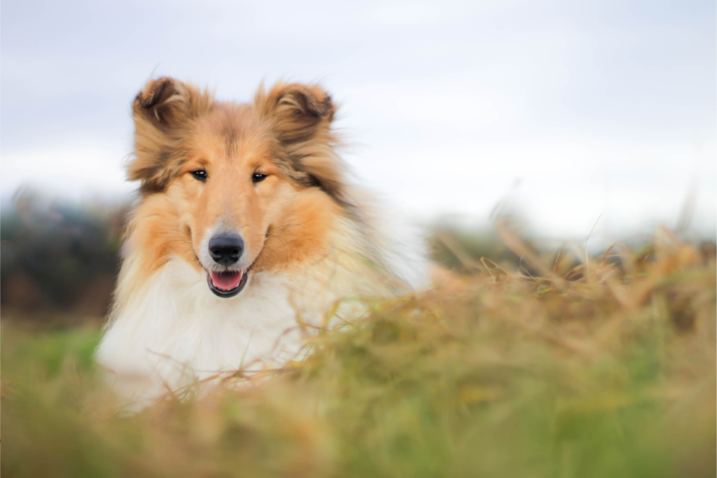 Rough Collie