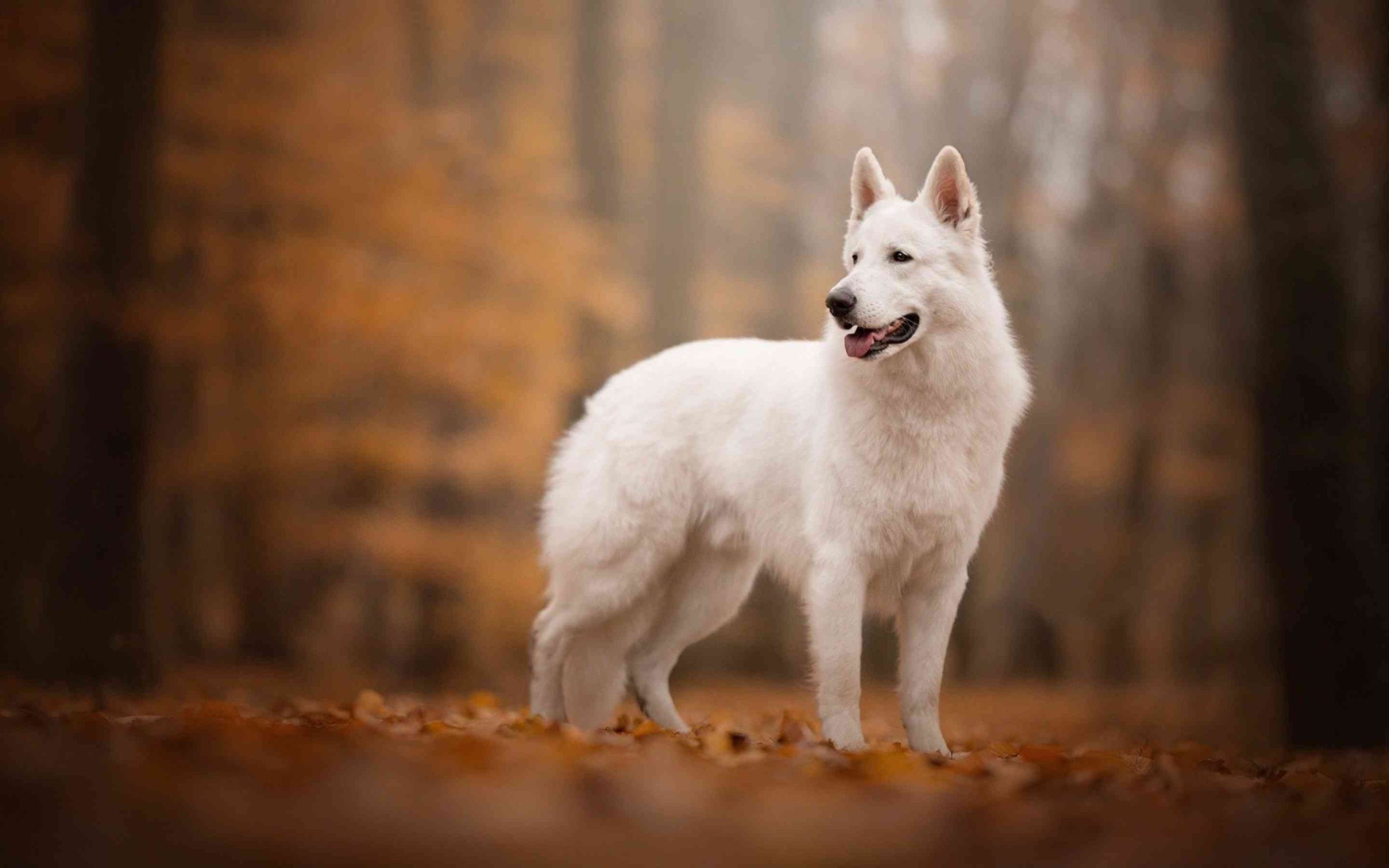 White Swiss Shepherd Dog